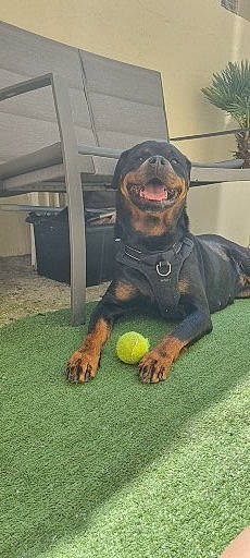 Loulou participe au concours pour gagner de l'argent avec cette photo : ball, canidae, carnivore, companion_dog, dog, dog_breed, grass, guard_dog, hunting_dog, liver, recreation, smile, snout, sporting_group, sports_equipment, tennis_ball, terrestrial_animal, whiskers, working_animal, working_dog