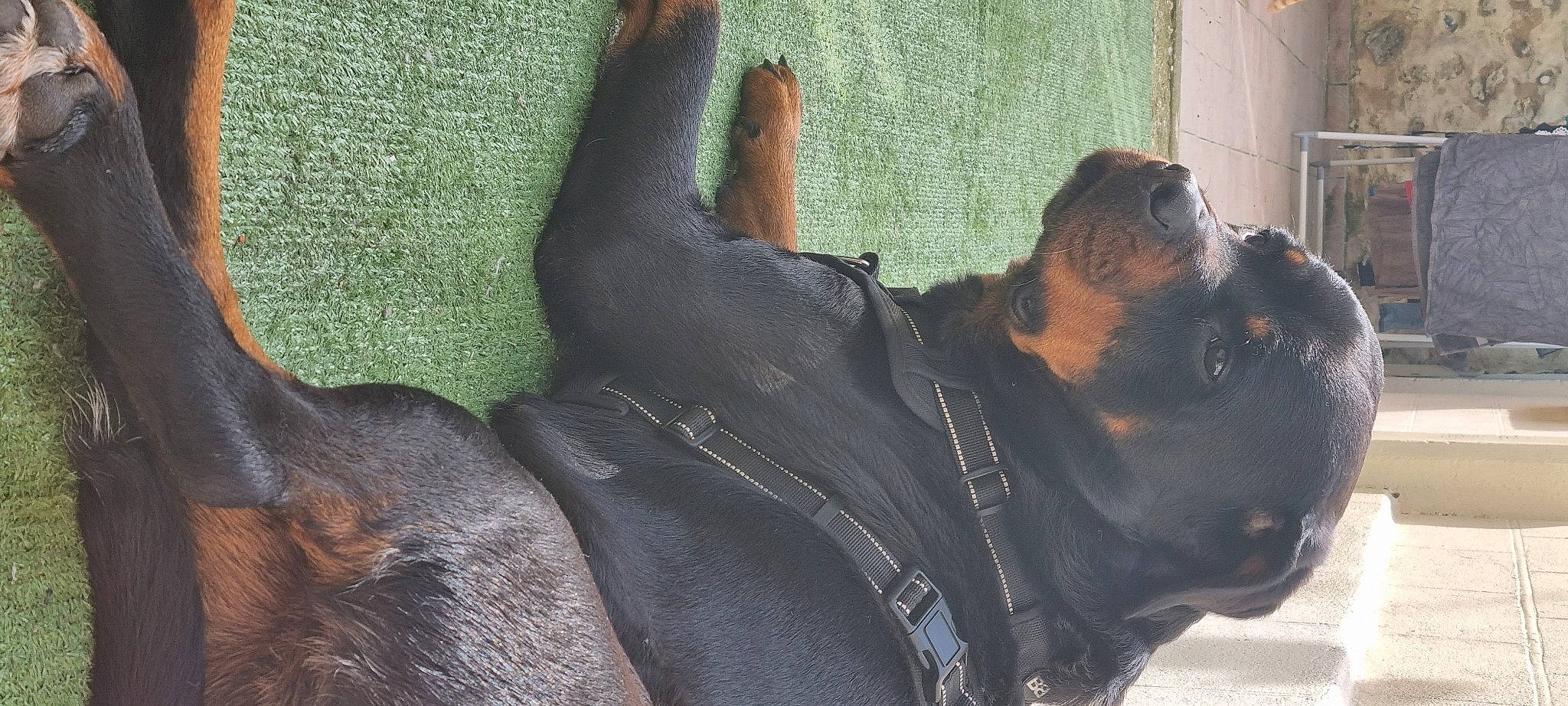 Loulou participe au concours pour gagner de l'argent avec cette photo : canidae, carnivore, collar, companion_dog, dog, dog_breed, dog_collar, fawn, grey, guard_dog, leash, non_sporting_group, pet_supply, rottweiler, snout, sporting_group, terrestrial_animal, whiskers, working_animal, working_dog