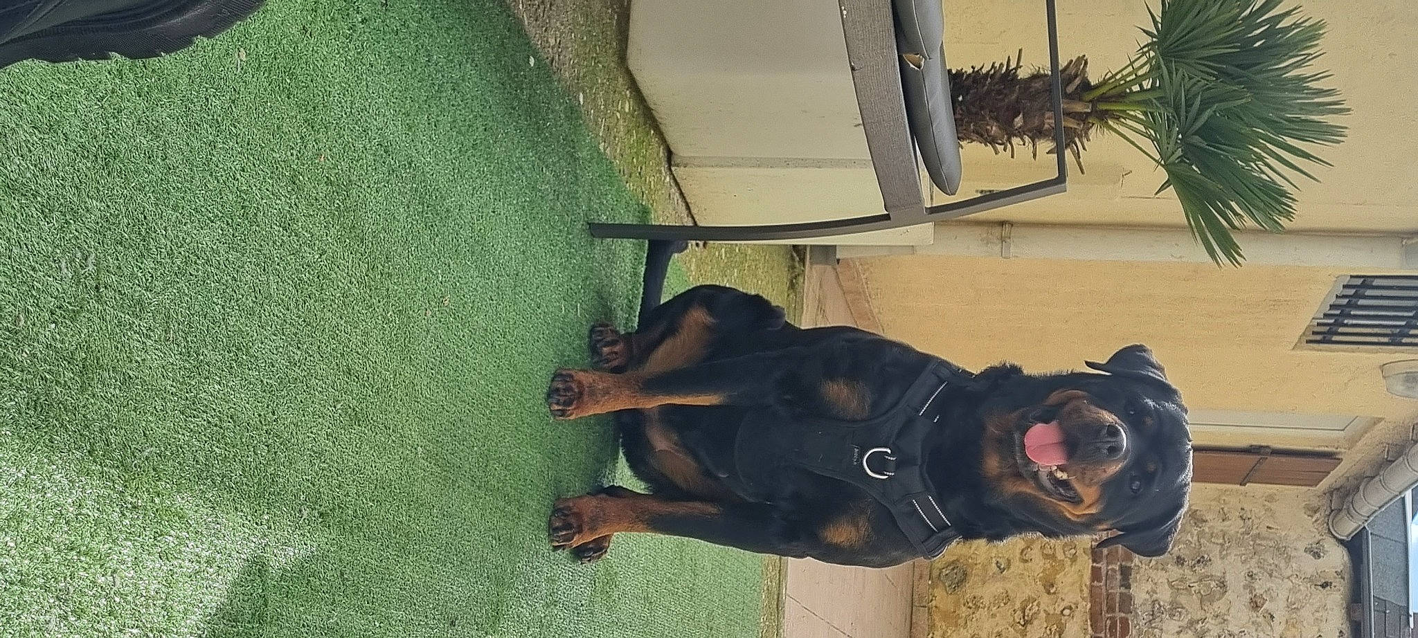 Loulou participe au concours pour gagner de l'argent avec cette photo : bridle, canidae, comfort, dog_breed, fawn, flooring, fun, guard_dog, houseplant, landscape, personal_protective_equipment, recreation, shadow, snout, sporting_group, stallion, tints_and_shades, tree, wood, working_animal