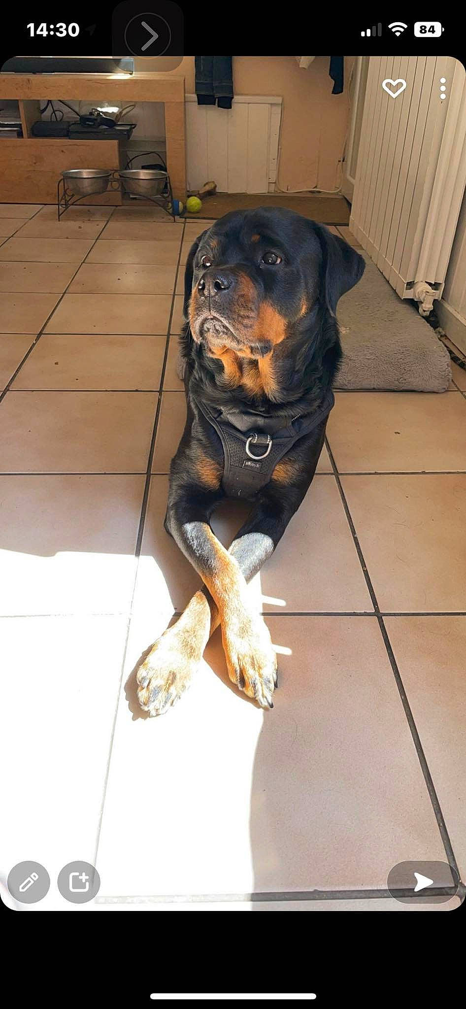Loulou participe au concours pour gagner de l'argent avec cette photo : canidae, carnivore, companion_dog, dog, dog_breed, door, fawn, floor, flooring, fur, guard_dog, hardwood, hound, liver, pet_supply, rottweiler, snout, tail, wood, working_animal