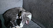 Princess is registered to the contest to win money with this photo: cat, kitten, sleeping, curled_up, gray_fur, white_fur, pink_paws, toe_beans, couch, armchair, indoor, cozy, nap, relaxed, pet, animal, closeup, soft_lighting, furniture, cute