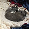 Princess is registered to the contest to win money with this photo: cats, cat, kitten, sleeping, cuddling, curled_up, gray_cat, black_cat, white_patches, pink_paws, blanket, fleece, cozy, indoor, pet, animals, resting, nap, fur, cute