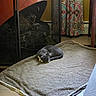 cat, sleeping, gray_cat, pet, animal, blanket, cozy, fireplace, indoors, home, floor, wooden_floor, curtains, colorful_decor, resting, curled_up, relaxed, warm_lighting, furniture, portrait
