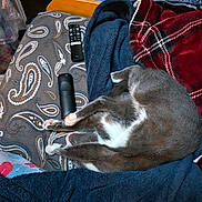Princess joined the competition — help win amazing prizes! cat, sleeping, relaxed, gray_cat, white markings, blanket, couch, remote_control, indoors, cozy, pet, animal, furry, lying_down, resting, paw, tail, textile, paisley, plaid