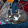 cat, sleeping, relaxed, gray_cat, white markings, blanket, couch, remote_control, indoors, cozy, pet, animal, furry, lying_down, resting, paw, tail, textile, paisley, plaid