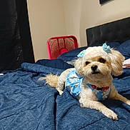 Missy joined the competition — help win amazing prizes! dog, small_dog, bed, blue_bedspread, dog_clothing, bow, indoor, furniture, pillow, headboard, fan, cute, pet, animal, lying_down, portrait, fluffy, bedroom, resting, decor