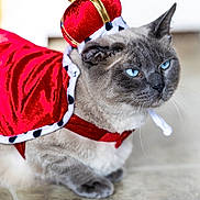 Calypso joined the competition — help win amazing prizes! cat, blue_eyes, costume, crown, red_cape, pet, indoor, feline, animal, portrait, close_up, fur, whiskers, cute, domestic_cat, sitting, floor, royal, accessory, mammal