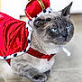 cat, blue_eyes, costume, crown, red_cape, pet, indoor, feline, animal, portrait, close_up, fur, whiskers, cute, domestic_cat, sitting, floor, royal, accessory, mammal