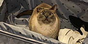 Calypso joined the competition — help win amazing prizes! carpet, cat, container, curiosity, curious, domestic_animal, feline, floor, fur, home, indoor, looking_up, packing, pet, pet_food_bowls, sandals, scratching_post, shoe, suitcase, travel