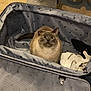 cat, suitcase, sandals, shoe, indoor, pet_food_bowls, scratching_post, carpet, curious, feline, travel, packing, home, fur, looking_up, domestic_animal, container, floor, curiosity, pet