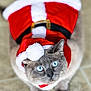 cat, blue_eyes, santa_hat, christmas_outfit, pet, feline, costume, indoor, floor, whiskers, cute, animal, holiday, festive, red, white, gray_fur, portrait, looking_up, domestic_cat
