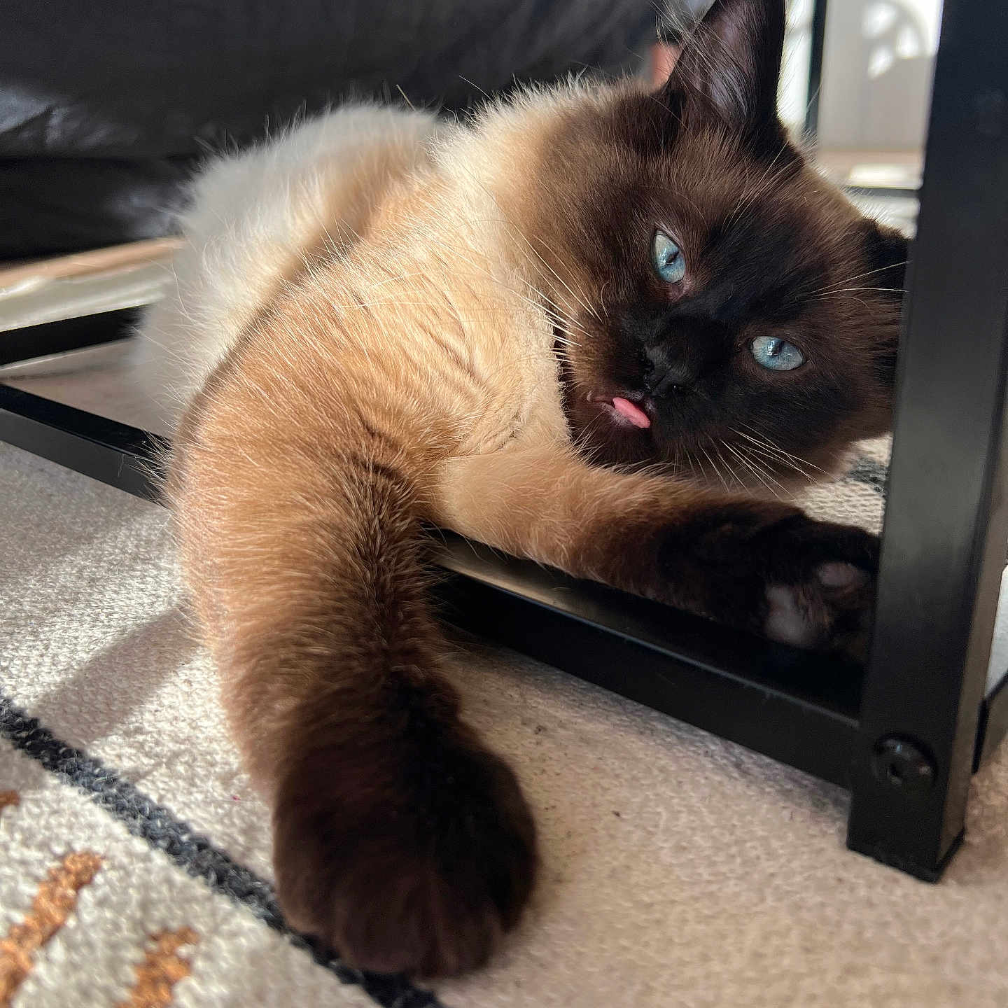 Mowgli a rejoint le concours — aidez-le/la à gagner de superbes lots ! animal, cat, couch, furniture, hardwood, kitten, manx, pet, siamese, wood