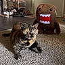 cat, tortoiseshell_cat, plush_toy, domo_kun, carpet, indoor, shoe_rack, door, floor, pet, animal, wide_eyes, open_mouth, surprised, furniture, home, cute, toy, living_room, domestic