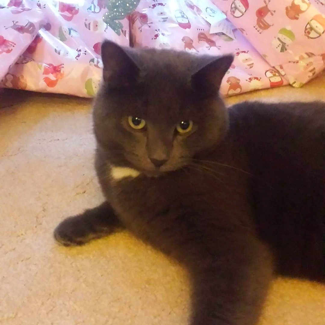 Mr Tibbs joined the competition — help win amazing prizes! black_cat, carnivoran, cat, cat_like_mammal, chartreux, domestic_short_haired_cat, european_shorthair, kitten, korat, nebelung, small_to_medium_sized_cats, tail, whiskers