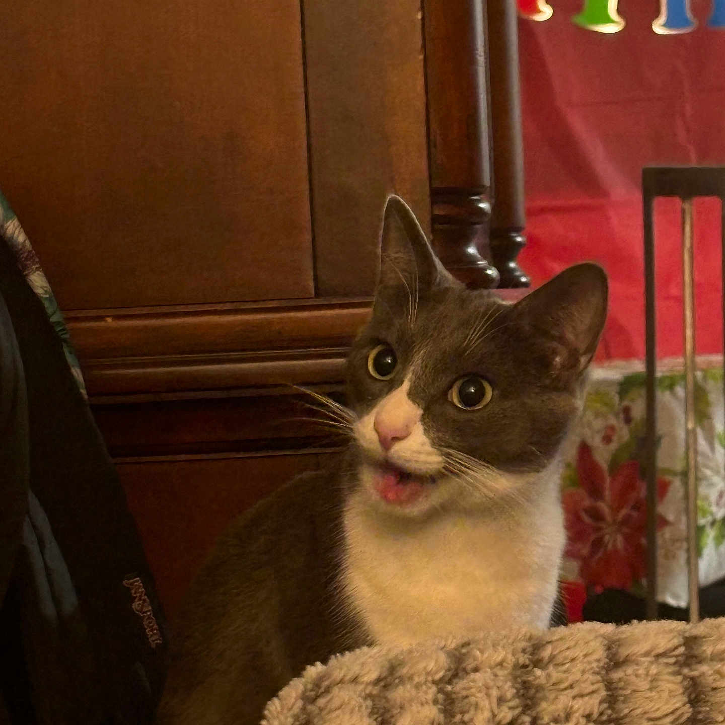 Mimi is registered to the contest to win money with this photo: animal, blanket, cabinet, cat, chair, cozy, cute, domestic, fur, furniture, grey_cat, holiday_decor, indoor, mouth_open, pet, portrait, surprised_expression, whiskers, white_cat, wide_eyes