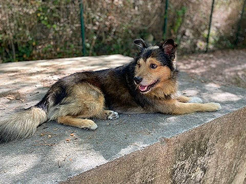 Phoebus participe au concours pour gagner de l'argent avec cette photo : canidae, carnivore, companion_dog, dog, dog_breed, fawn, guard_dog, herding_dog, king_shepherd, old_german_shepherd_dog, paw, plant, snout, sporting_group, street_dog, terrestrial_animal, tree, vertebrate, wildlife, working_dog