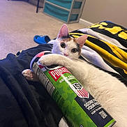 Hazel is registered to the contest to win money with this photo: cat, calico_cat, pringles_can, snack, bed, blanket, indoor, pet, curious, feline, paw, food_container, carpet, furniture, drawer, relaxing, cute, animal, resting, cozy
