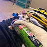 cat, calico_cat, pringles_can, snack, bed, blanket, indoor, pet, curious, feline, paw, food_container, carpet, furniture, drawer, relaxing, cute, animal, resting, cozy