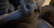 Hazel is registered to the contest to win money with this photo: cat, pet, indoor, animal, white_cat, brown_spots, curious, close_up, whiskers, feline, soft_fur, paw, ears, wide_eyes, cozy, dim_light, human_hand, blurred_background, relaxed, companion