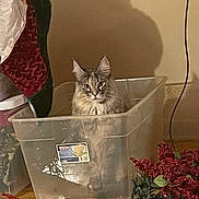 Giselle is registered to the contest to win money with this photo: cat, plastic_bin, indoor, furniture, wood_floor, holiday_decorations, red_berries, shadow, curious, pet, container, feline, domestic_animal, cozy, living_space, floor, wall, cord, decor, object