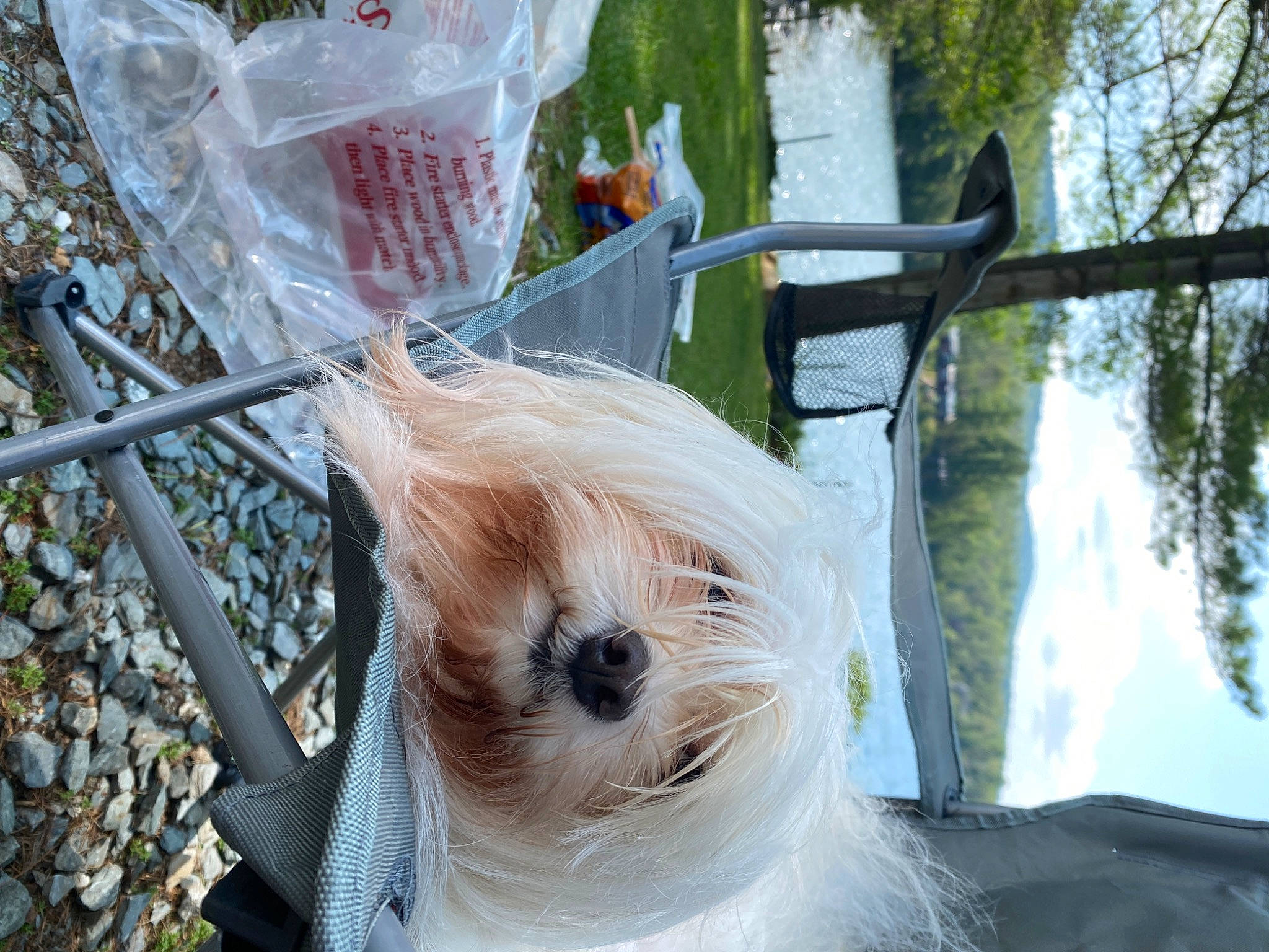 Snuggle is registered to the contest to win money with this photo: carnivore, collar, companion_dog, dog, dog_breed, dog_clothes, dog_supply, fawn, fur, pet_supply, plant, small_terrier, snout, sunglasses, tail, terrier, toy, toy_dog, tree, twig