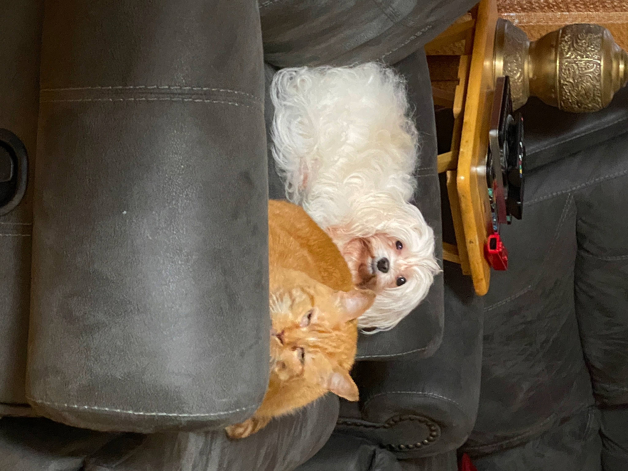 Snuggle joined the competition — help win amazing prizes! auto_part, comfort, companion_dog, felidae, fur, metal, packing_materials, whiskers