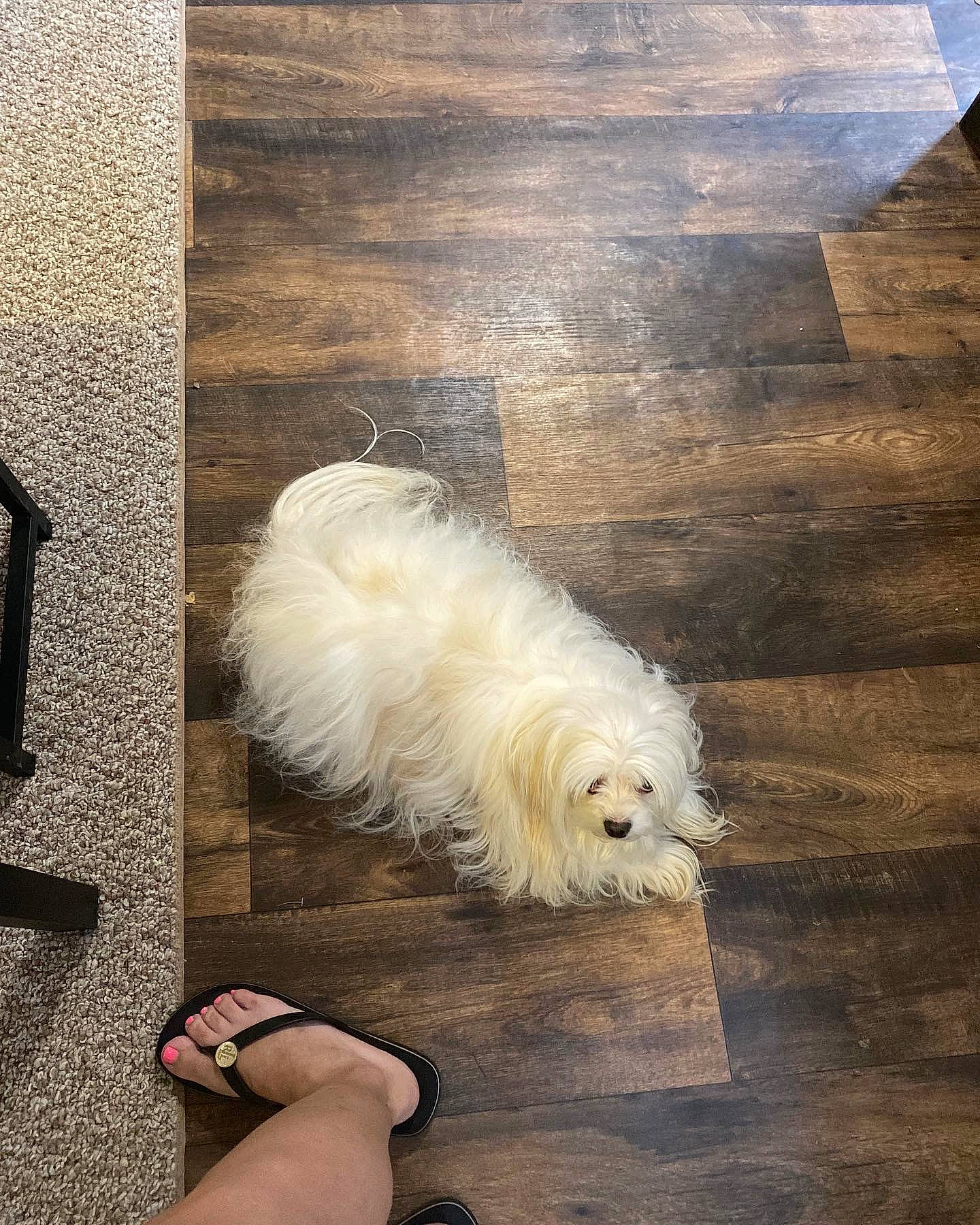 Snuggle joined the competition — help win amazing prizes! carnivore, companion_dog, dog, dog_breed, feather, flooring, foot, fur, german_spitz, hardwood, illustration, paw, road_surface, small_terrier, spitz, tail, terrier, toy_dog, whiskers, wood