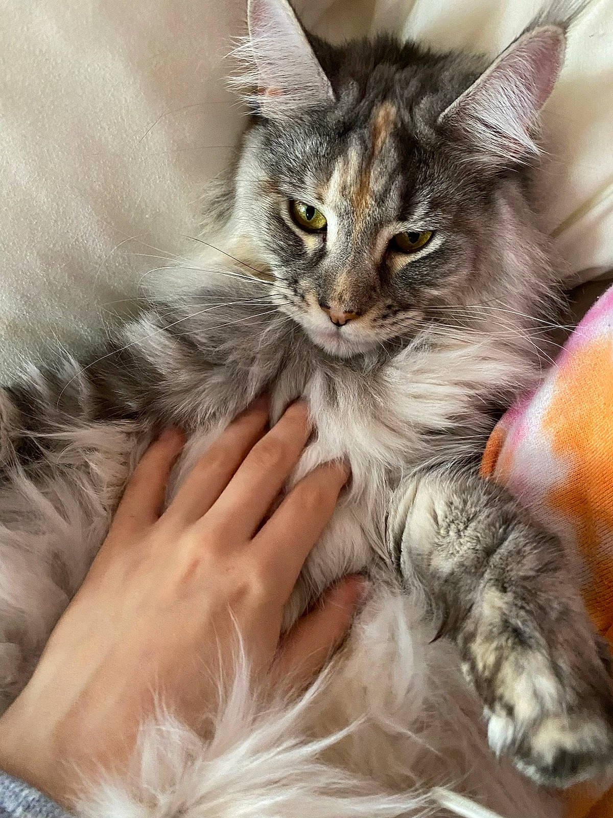 Gisele joined the competition — help win amazing prizes! carnivore, cat, claw, close_up, comfort, domestic_short_haired_cat, felidae, fur, gesture, nail, paw, small_to_medium_sized_cats, whiskers