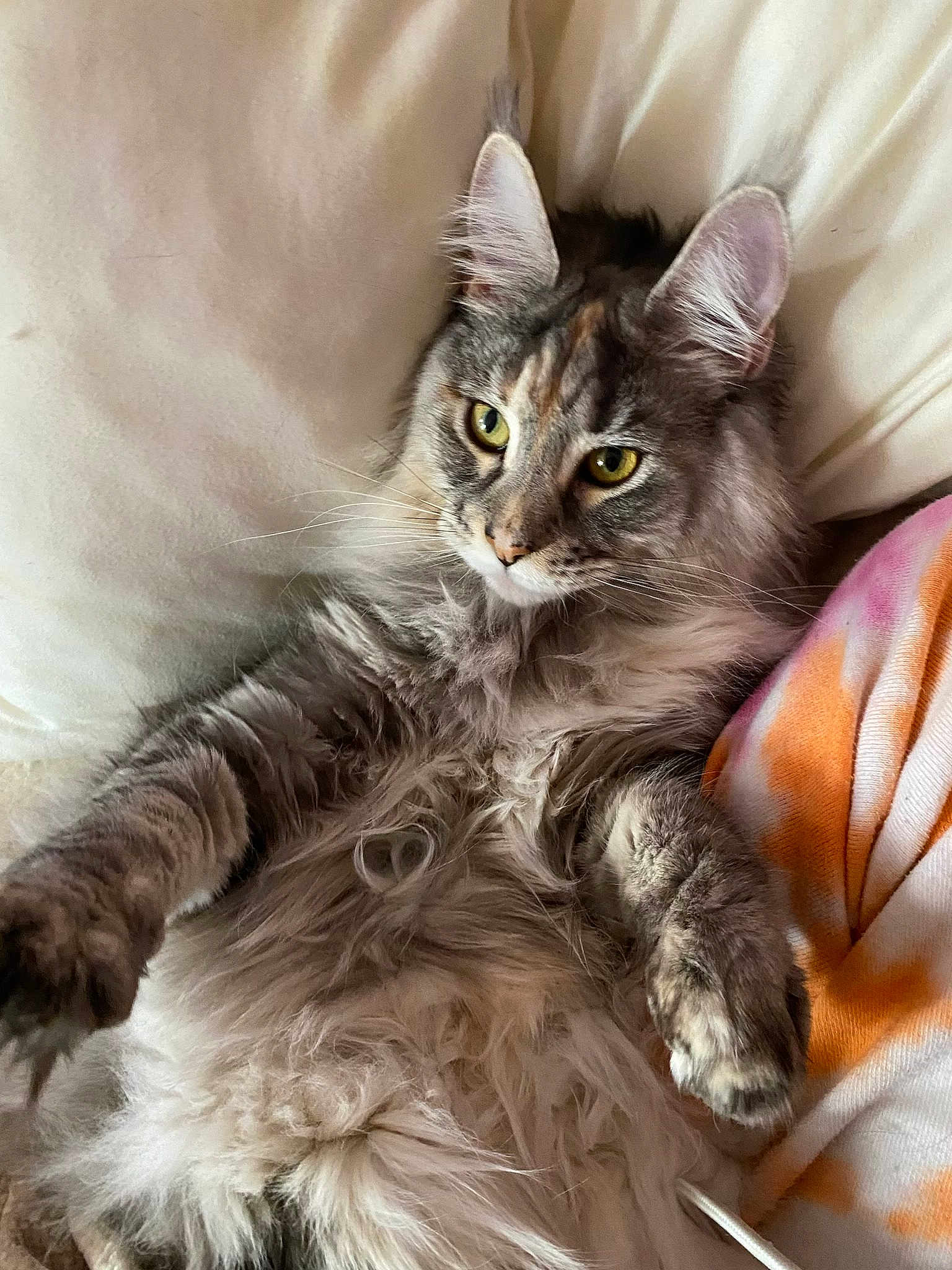 Gisele