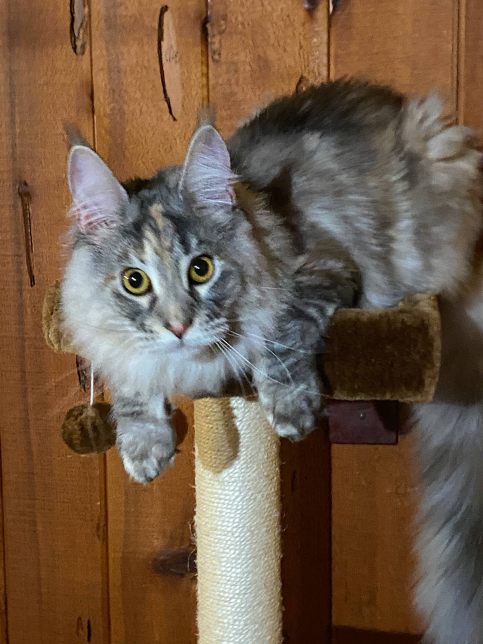 Gisele joined the competition — help win amazing prizes! carnivore, cat, cat_supply, chair, claw, domestic_short_haired_cat, eye, fawn, felidae, fur, grey, maine_coon, paw, shelf, small_to_medium_sized_cats, snout, tail, whiskers, window, wood