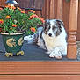 animal, black_chair, daytime, dog, flower_pot, fur, garden, green_leaves, heterochromia, nature, orange_flowers, outdoor, paw, pet, plant, relaxed, resting, sunlight, wooden_deck, wooden_fence