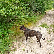 Ripley a rejoint le concours — aidez-le/la à gagner de superbes lots ! animal, brindle, bushes, canine, collar, daylight, dog, forest, grass, greenery, leaves, nature, outdoor, pet, sandy_path, side_view, summer, tongue_out, trail, walking
