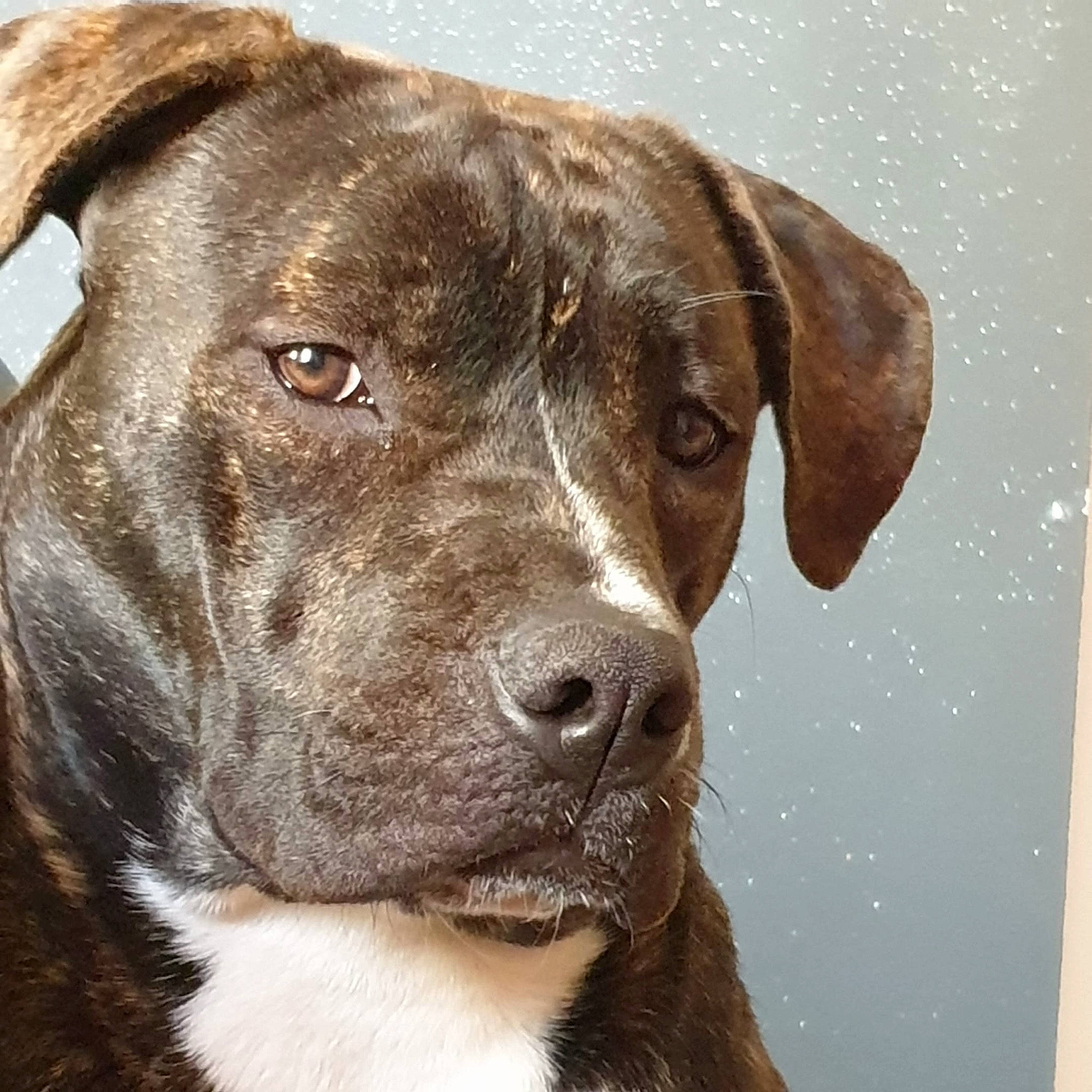 Ripley participe au concours pour gagner de l'argent avec cette photo : borador, canidae, carnivore, collar, companion_dog, dog, dog_breed, dog_collar, fawn, fur, gun_dog, hunting_dog, liver, non_sporting_group, pet_supply, snout, sporting_group, whiskers, working_animal
