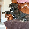 Ripley participe au concours pour gagner de l'argent avec cette photo : animal, blanket, brindle, brown, canine, companion, cozy, dog, furniture, home, indoor, lazy, leather_armchair, living_room, paw, pet, portrait, relaxed, resting, seat