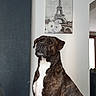 Ripley participe au concours pour gagner de l'argent avec cette photo : animal, brindle, calm, companion, decor, dog, domestic, eiffel_tower_painting, furniture, house, indoor, looking_away, modern_interior, natural_light, pet, portrait, sitting, wall_art, white_chest, window