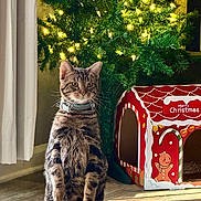 Mr. Banks joined the competition — help win amazing prizes! cat, tabby_cat, christmas_tree, christmas_lights, gingerbread_house, indoor, holiday, decorations, collar, pet, curious, sitting, upright, carpet, window_curtain, feline, festive, decor, natural_light, cozy