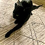 black_cat, cat, bat_wings, costume, pet, indoor, carpet, feline, animal, cute, playful, lying_down, whiskers, ears, yellow_eyes, home, floor, decor, shadow, relaxed