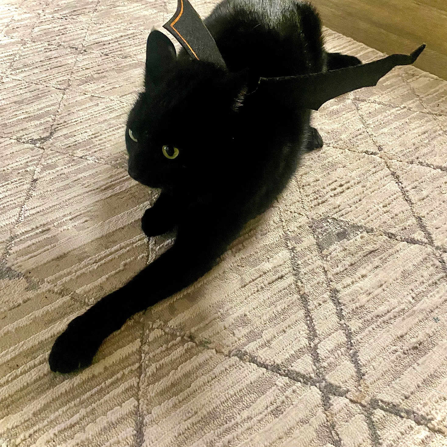 Shadow is registered to the contest to win money with this photo: animal, bat_wings, black_cat, carpet, cat, costume, cute, decor, ears, feline, floor, home, indoor, lying_down, pet, playful, relaxed, shadow, whiskers, yellow_eyes