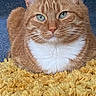 animal, carpet, cat, close_up, cozy, cute, domestic_cat, feline, fluffy_rug, fur, ginger_cat, green_eyes, indoor, pet, portrait, relaxed, sitting, whiskers, white_chest, yellow_rug