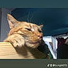 animal, cat, closeup, cozy, cute, domestic_cat, face, feline, fur, ginger_cat, indoor, paws, pet, portrait, relaxed, resting, sleepy, sunlight, whiskers, wood