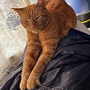 Rocky is registered to the contest to win money with this photo: cat, ginger_cat, pet, feline, animal, stretching, paws, fur, quilt, blanket, indoor, curtain, pattern, relaxed, resting, orange, cozy, mammal, whiskers, closeup
