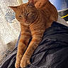 cat, ginger_cat, pet, feline, animal, stretching, paws, fur, quilt, blanket, indoor, curtain, pattern, relaxed, resting, orange, cozy, mammal, whiskers, closeup