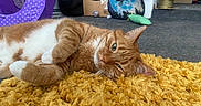 Rocky joined the competition — help win amazing prizes! cardboard_box, carpet, cat, closeup, cozy, feline, fur, green_eyes, household, indoor, lying_down, orange_cat, pet, playful, purple_tunnel, relaxed, toy_ball, whiskers, white_paws, yellow_rug