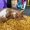 cardboard_box, carpet, cat, closeup, cozy, feline, fur, green_eyes, household, indoor, lying_down, orange_cat, pet, playful, purple_tunnel, relaxed, toy_ball, whiskers, white_paws, yellow_rug