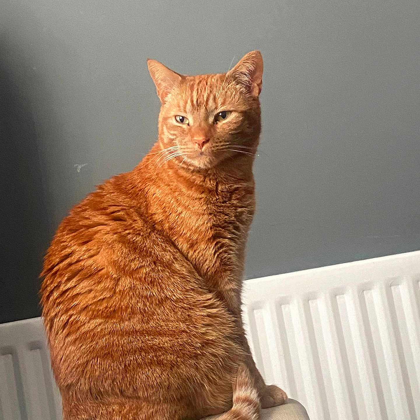 Rocky joined the competition — help win amazing prizes! cat, orange_tabby, feline, pet, indoor, gray_wall, radiator, sitting, fur, whiskers, tail, domestic_animal, animal, cute, cozy, resting, contemplative, furniture, household, portrait