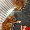 animal, cardboard_box, carpet, cat, cozy, cute, domestic_animal, feline, fur, ginger_cat, home, indoor, paw, pet, radiator, relaxed, resting, scratcher, sleepy, two_cats