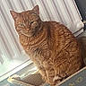 animal, cardboard_box, cat, closeup, cozy, daylight, domestic_animal, ears, feline, fish_pattern, fur, home, indoor, mammal, orange_tabby, pet, radiator, relaxed, sitting, whiskers
