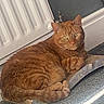 carpet, cat, cozy, curled_tail, cute, domestic_cat, floor, fur, ginger_cat, green_eyes, home, indoor, looking, pet, radiator, relaxed, resting, scratcher, tabby, whiskers