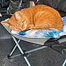 animal, blanket, cat, comfort, cozy, cushion, domestic_cat, fabric, folding_chair, fur, household, indoor, legs, orange_cat, pet, quiet, relaxation, resting, sleeping, whiskers