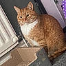 animal, cardboard_scratch_pad, carpet, cat, curious, cute, domestic, ears, feline, fur, home, household, indoor, mammal, orange_tabby, pet, radiator, sitting, tail, whiskers